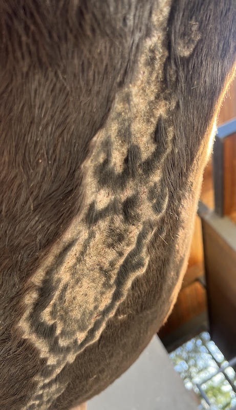 Horse wearing protective fly sheet