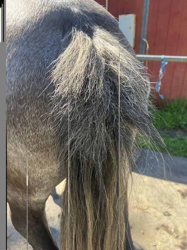 Horse with sweet itch showing symptoms