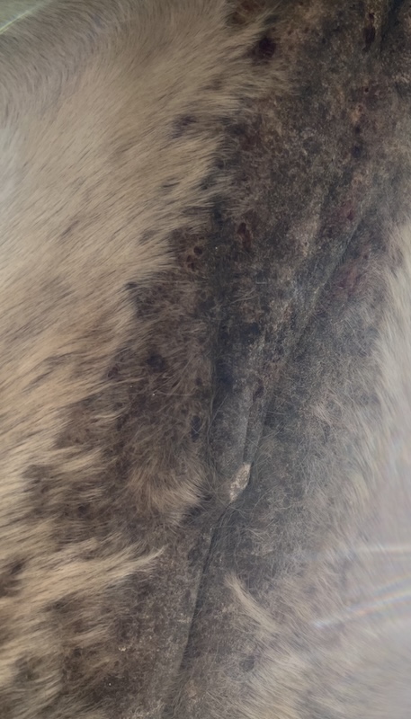 Horse care and treatment